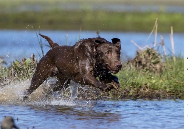 Labrador Retriever Puppies media 18