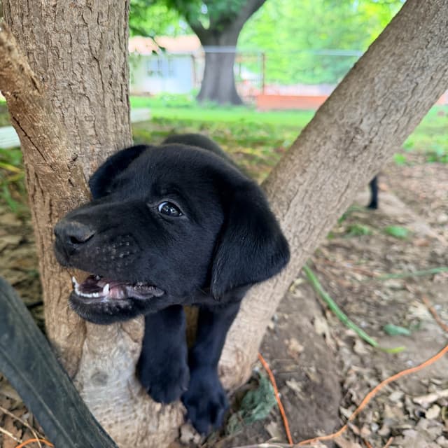 Labrador Retriever Puppies media 2