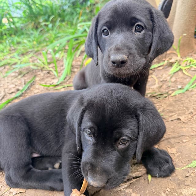Labrador Retriever Puppies media 3