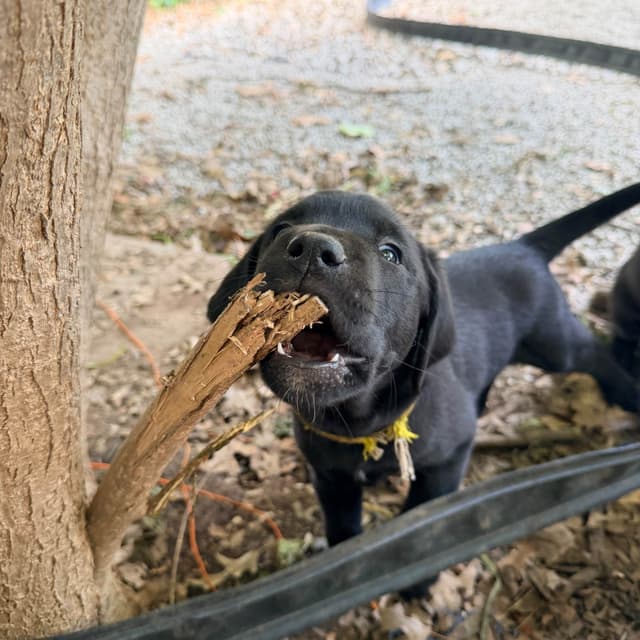 Labrador Retriever Puppies media 4