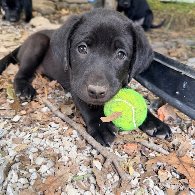 Labrador Retriever Puppies media 5