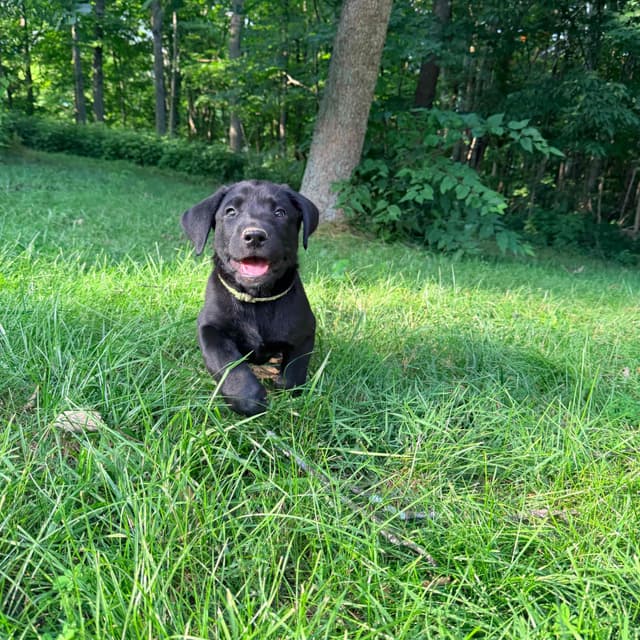 Labrador Retriever Puppies media 6