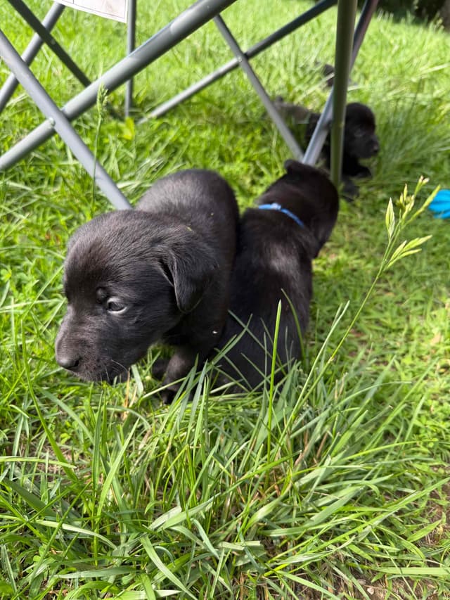 Labrador Retriever Puppies media 8