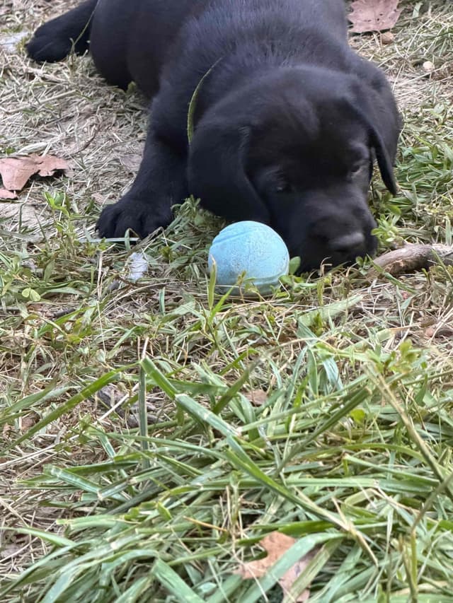 Labrador Retriever Puppies media 9