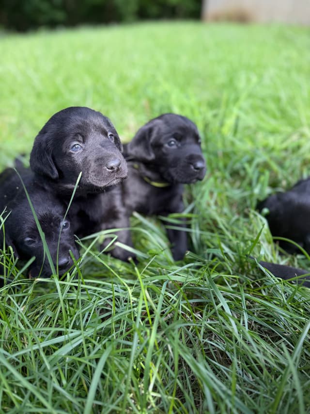 Labrador Retriever Puppies media 10