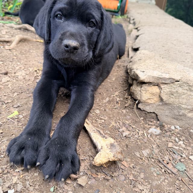 Labrador Retriever Puppies media 11