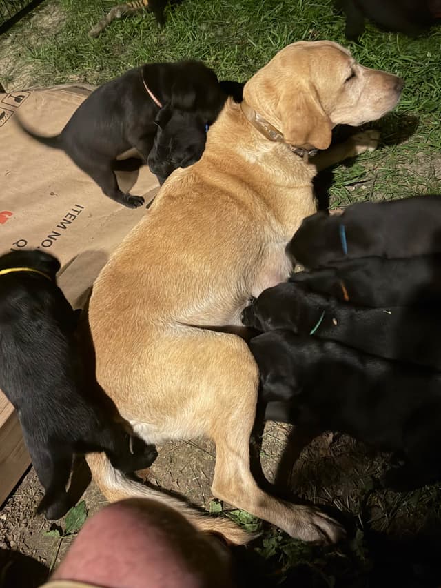 Labrador Retriever Puppies media 12