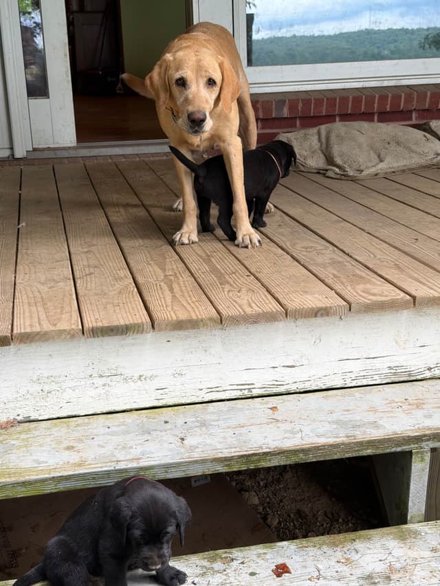Labrador Retriever Puppies media 13