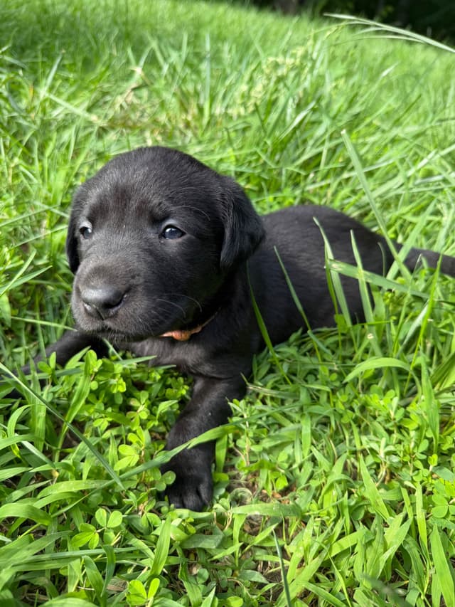 Labrador Retriever Puppies media 14