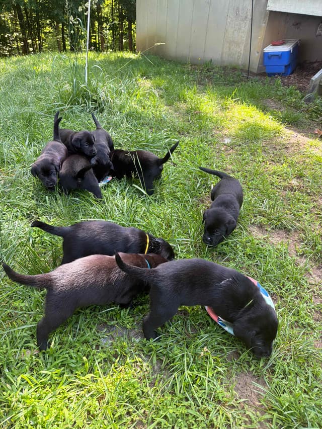 Labrador Retriever Puppies media 15