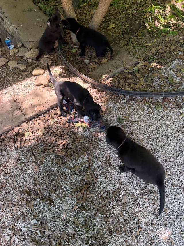 Labrador Retriever Puppies media 16