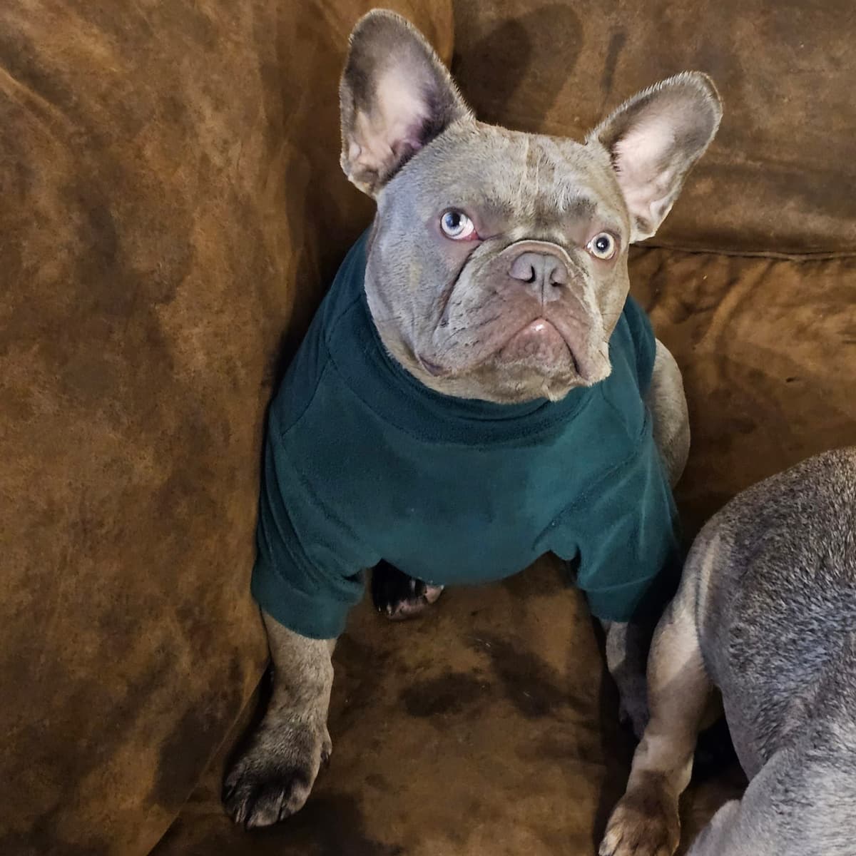French Bulldog Puppies breeder image 2