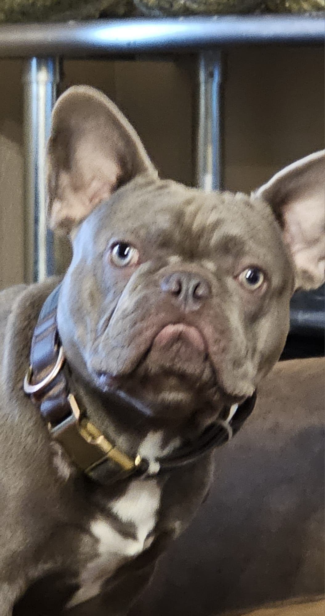 French Bulldog Puppies breeder image 3