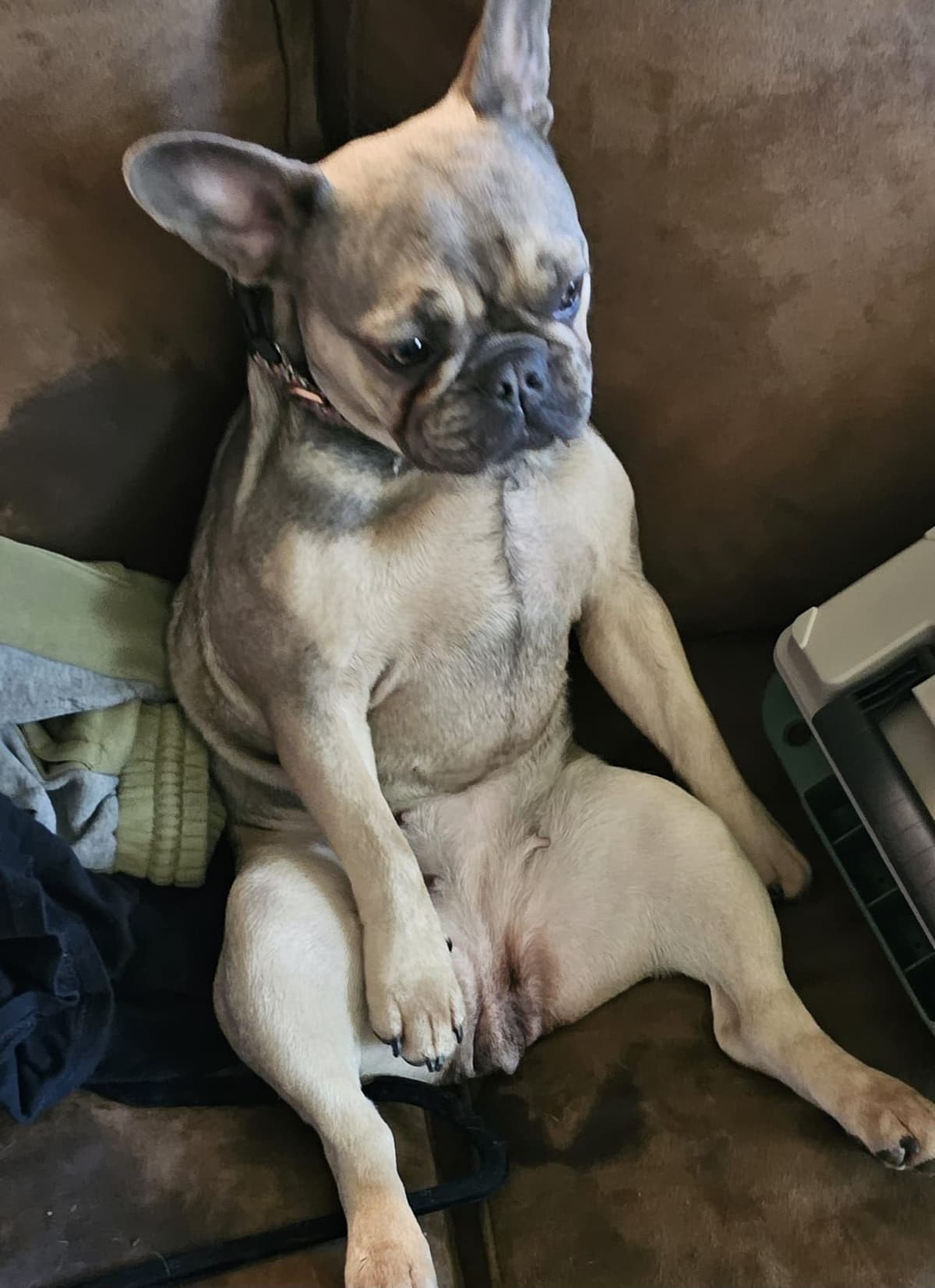 French Bulldog Puppies breeder image 5