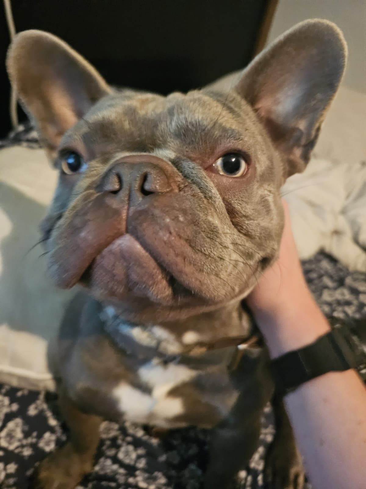 French Bulldog Puppies breeder image 4