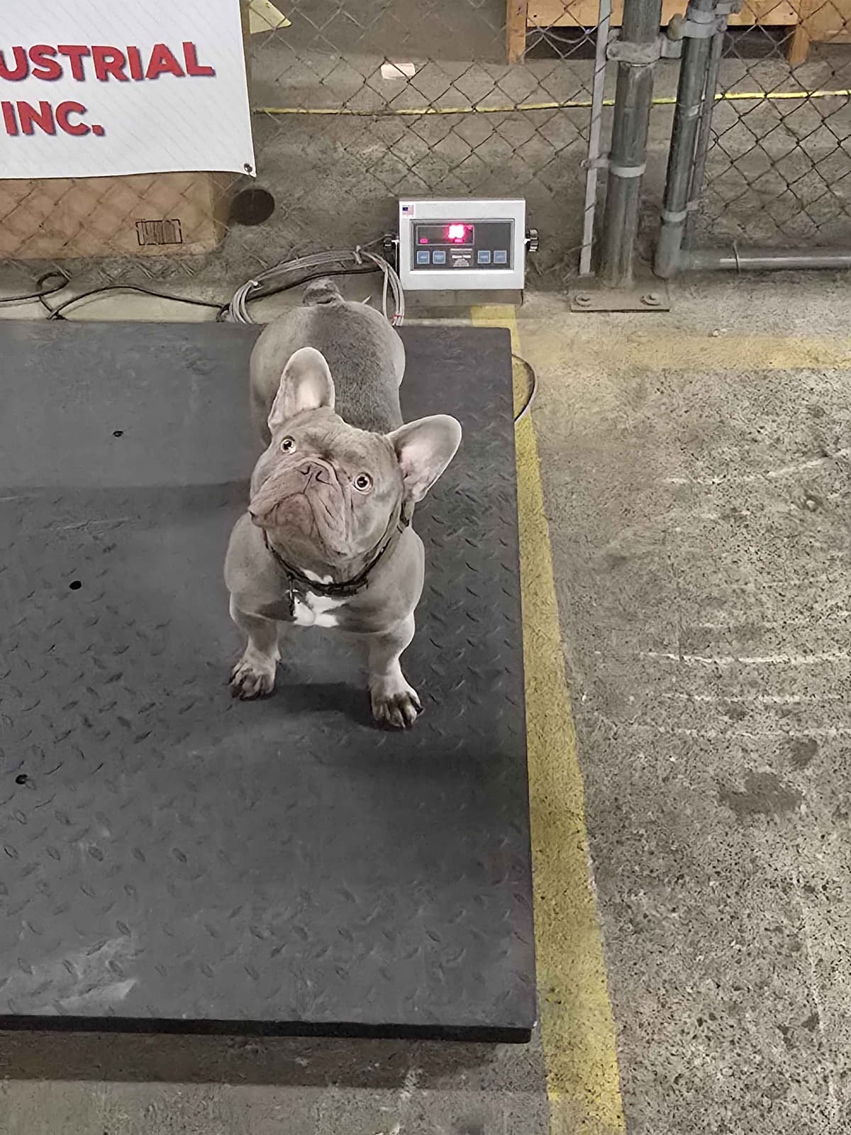 French Bulldog Puppies breeder image 6