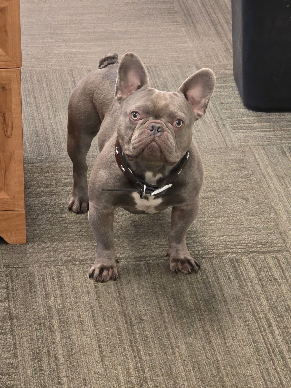 French Bulldog Puppies breeder image 1