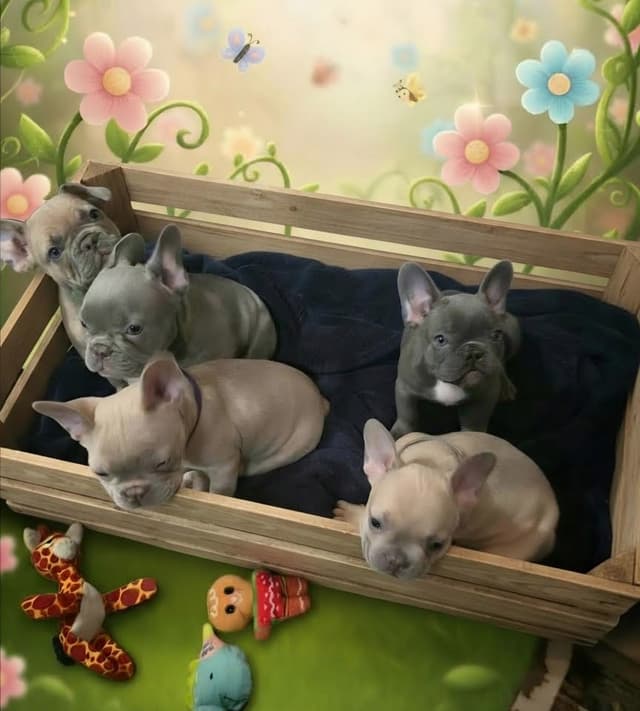 French Bulldog Puppies media 11