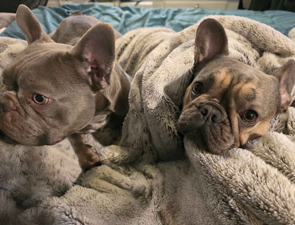 French Bulldog Puppies breeder image 8