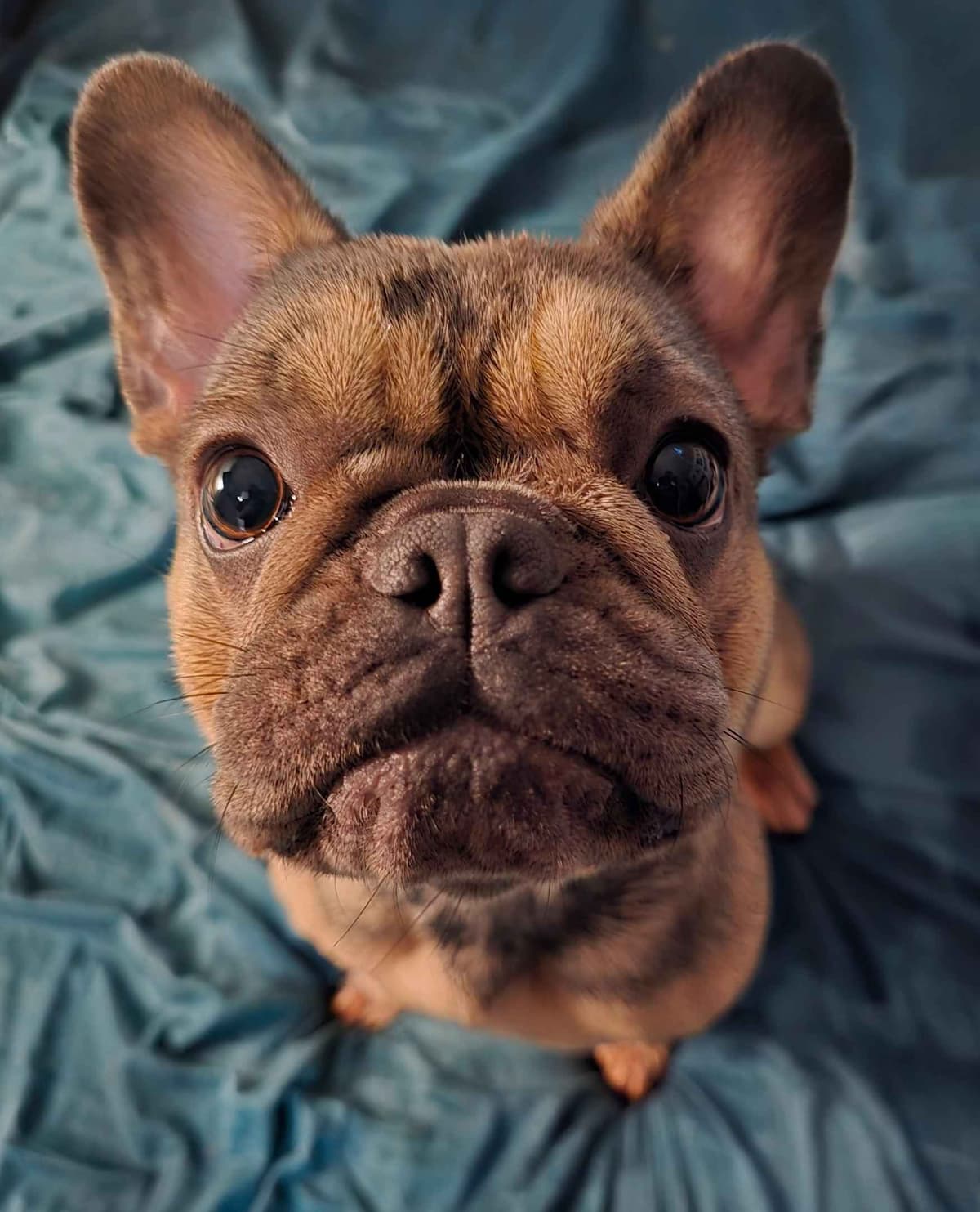 French Bulldog Puppies breeder image 7
