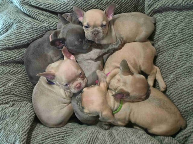 French Bulldog Puppies media 12