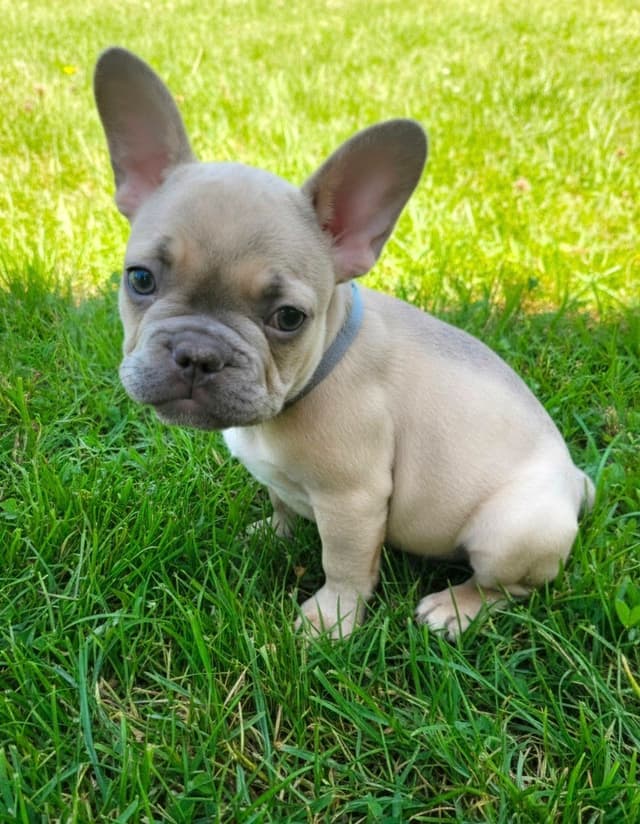 French Bulldog Puppies media 4