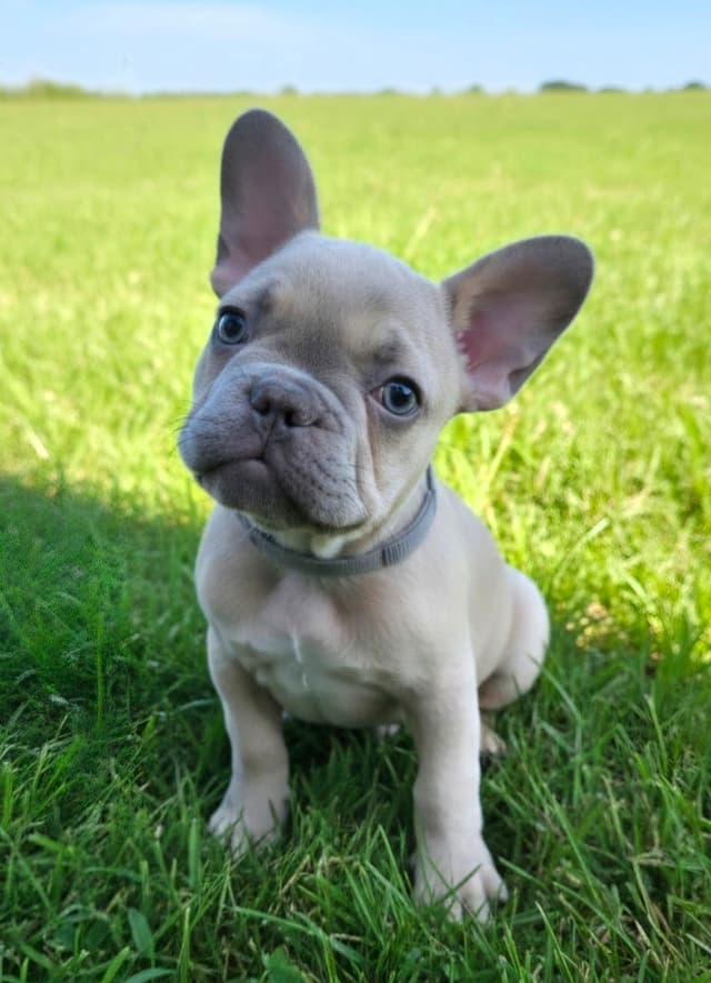 French Bulldog Puppies media 3