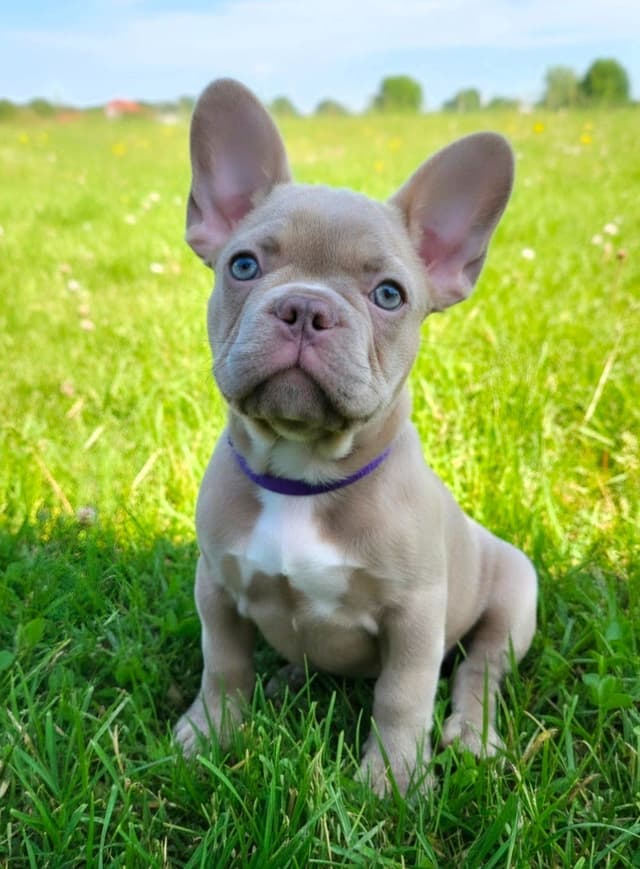 French Bulldog Puppies media 5