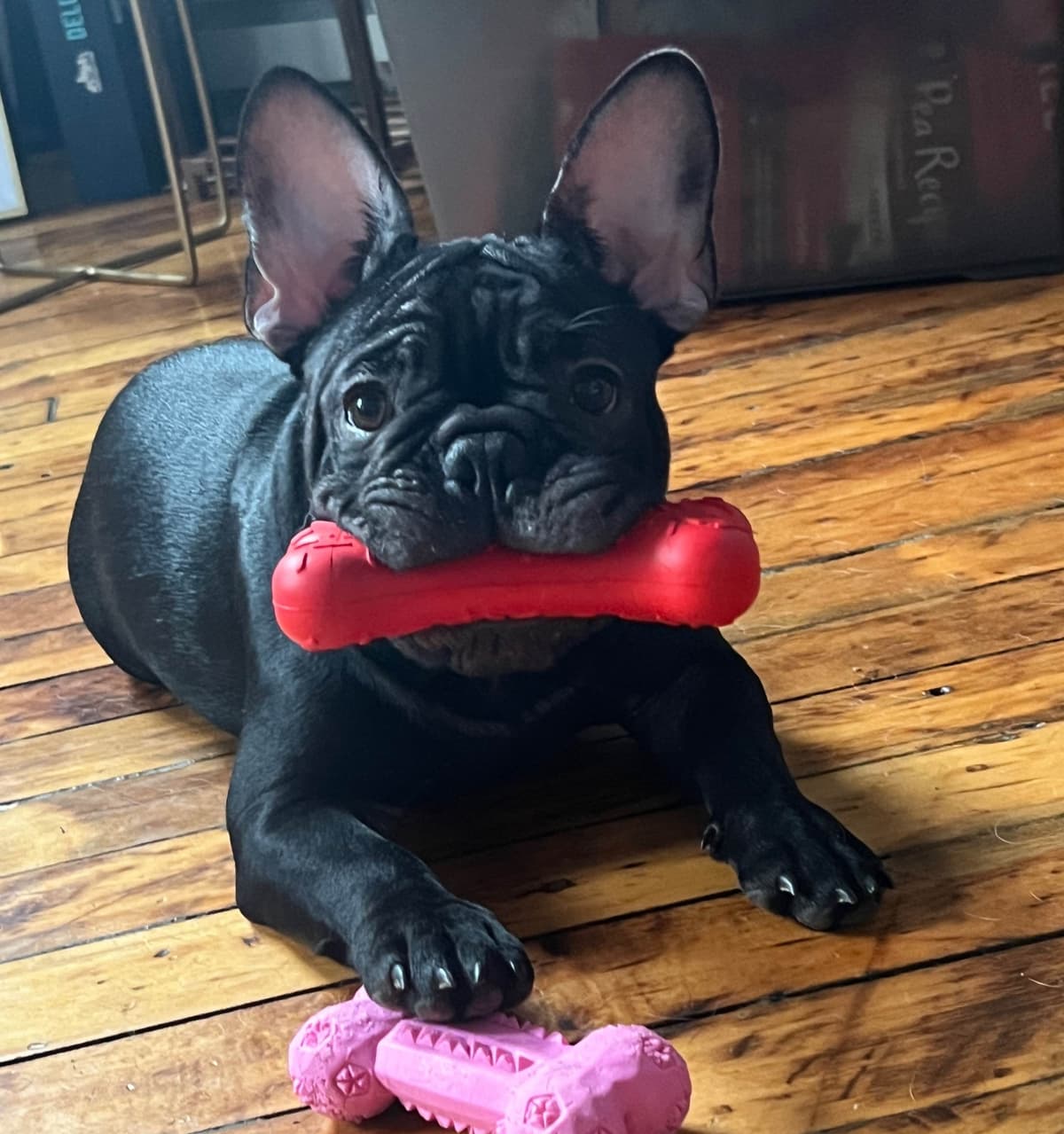 French Bulldog Puppies breeder image 4