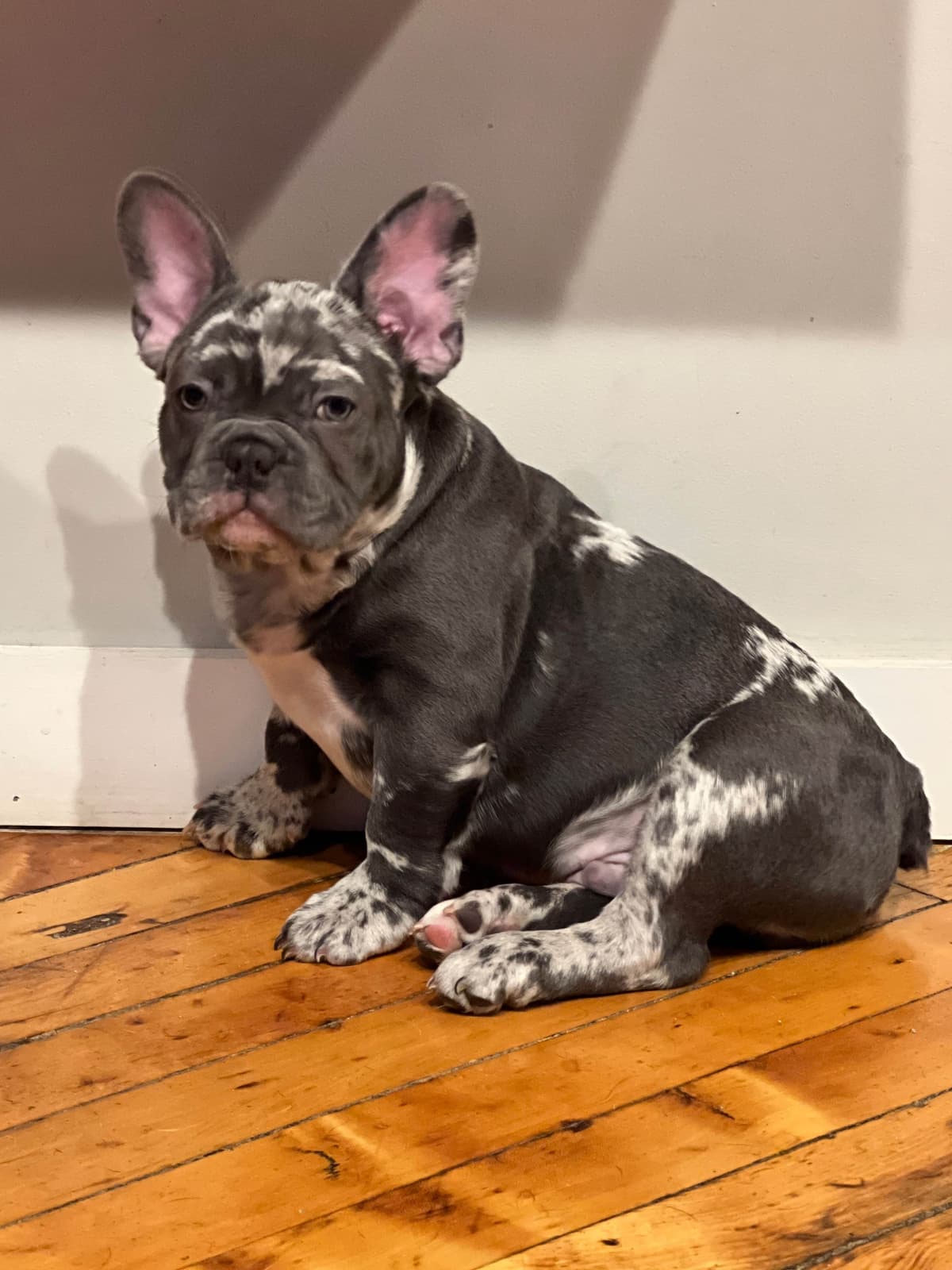 French Bulldog Puppies breeder image 3