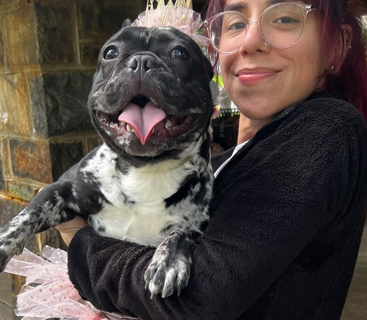 French Bulldog Puppies breeder image 6