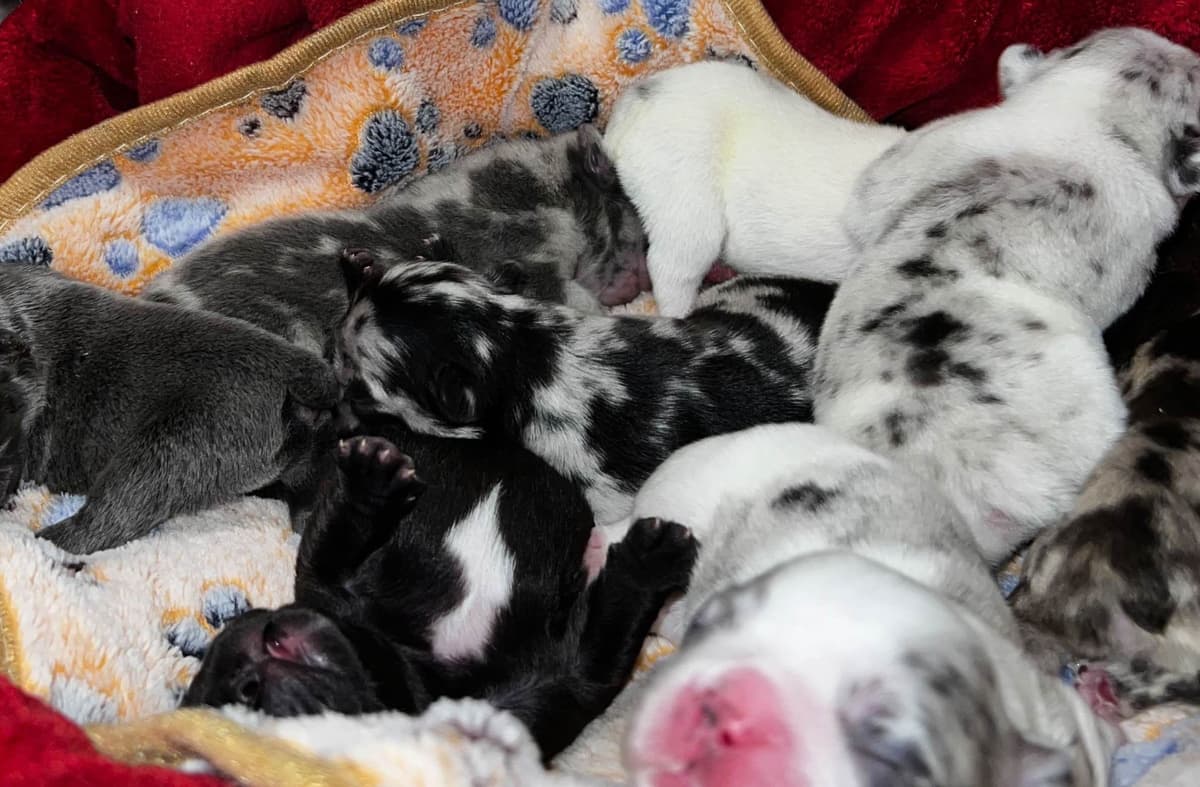 French Bulldog Puppies breeder image 5
