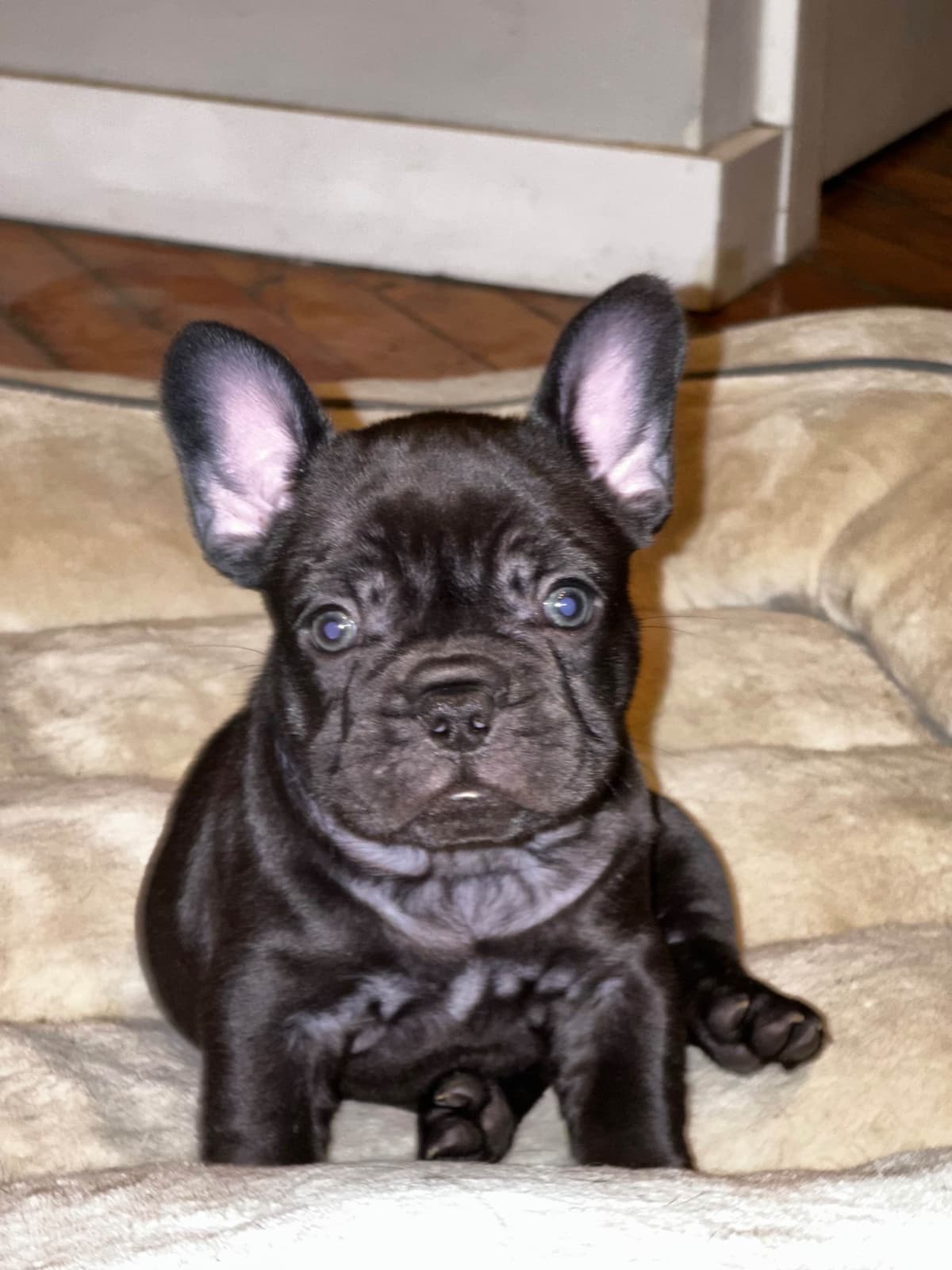 French Bulldog Puppies breeder image 2