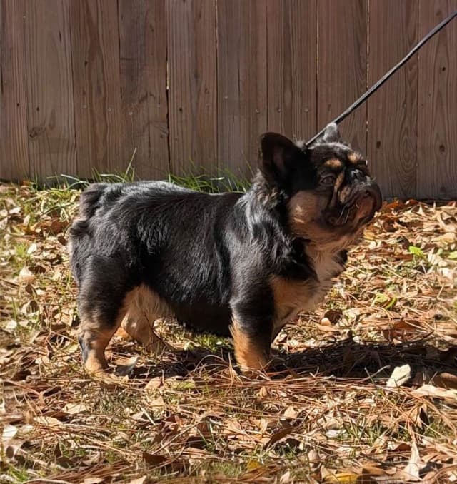 French Bulldog Puppies media 16