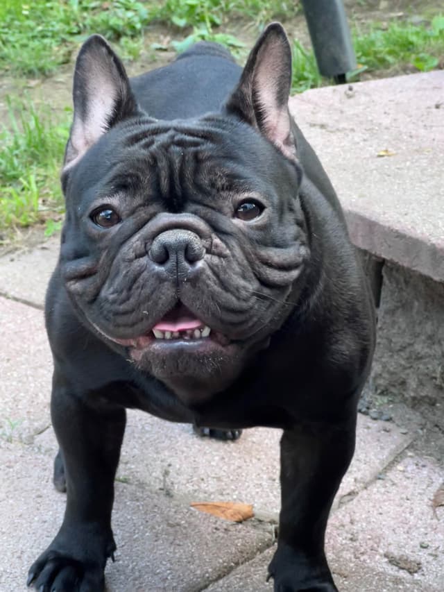 French Bulldog Puppies media 14
