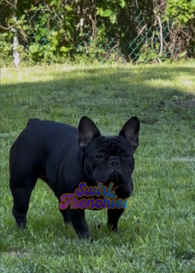 French Bulldog Puppies media 13