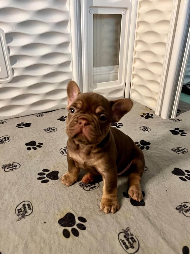 French Bulldog Puppies media 3