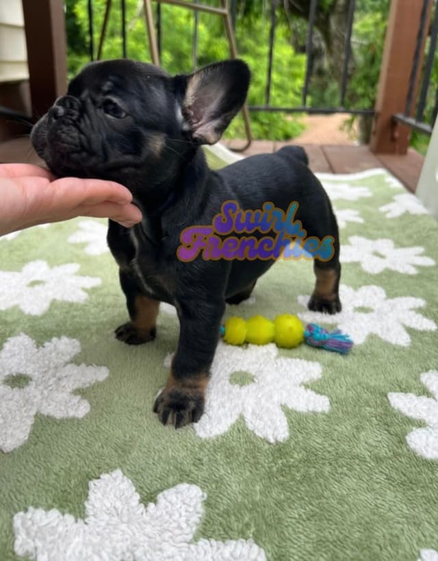 French Bulldog Puppies media 9