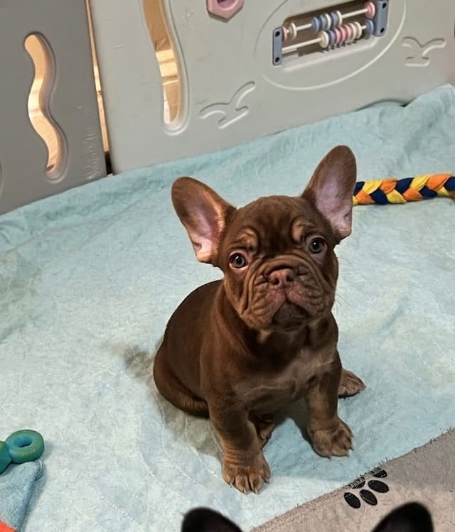 French Bulldog Puppies media 2