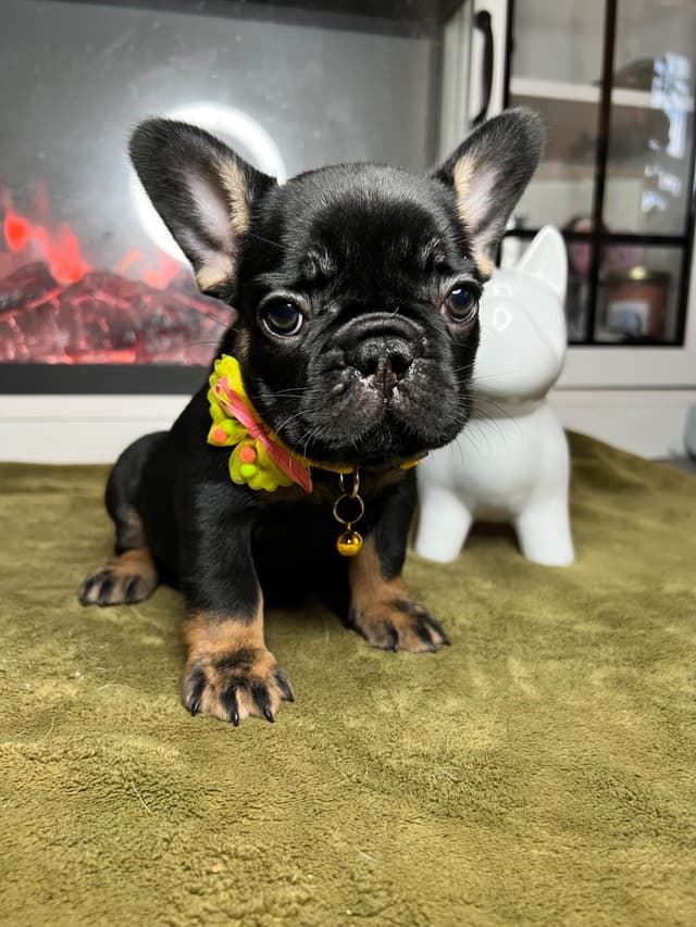 French Bulldog Puppies media 11