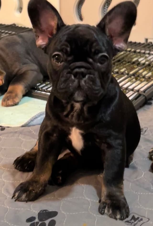 French Bulldog Puppies media 4