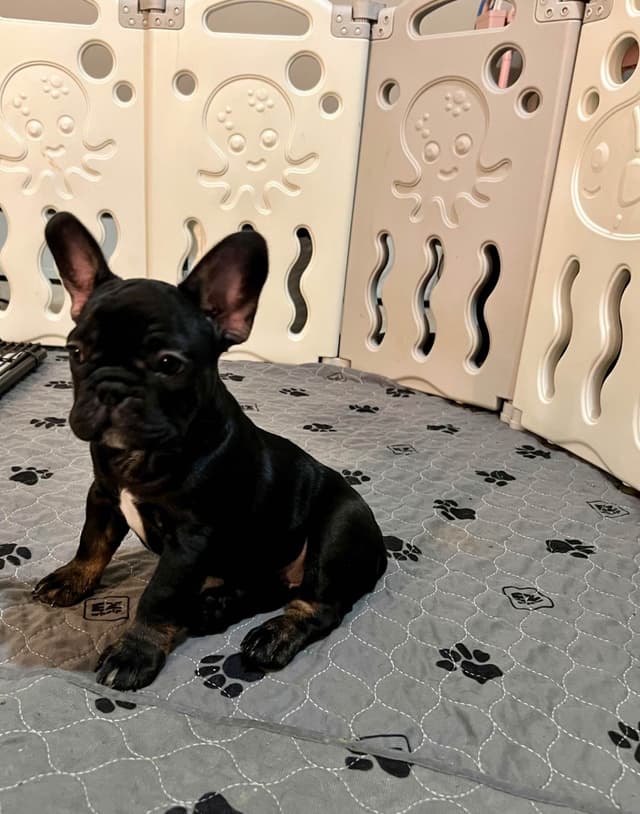 French Bulldog Puppies media 5