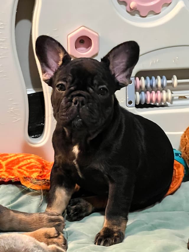 French Bulldog Puppies media 7