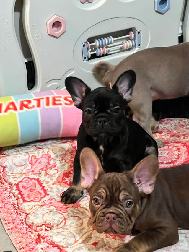 French Bulldog Puppies media 8