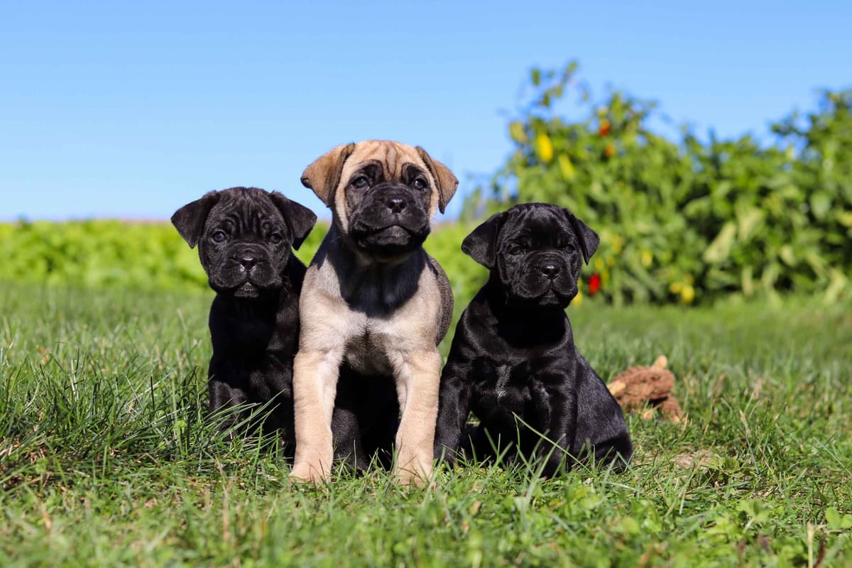 Cane Corso Puppies breeder image 1