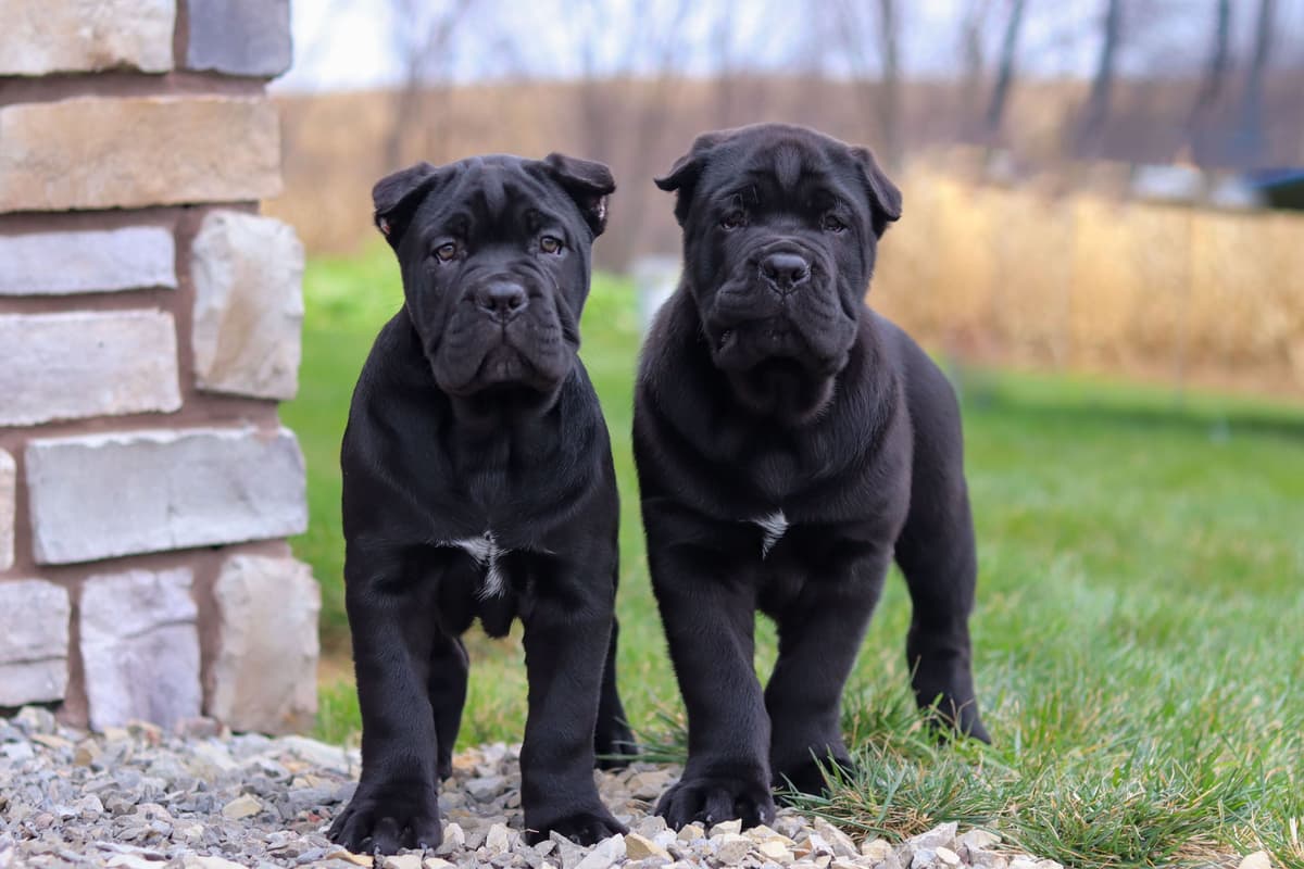 Cane Corso Puppies breeder image 3