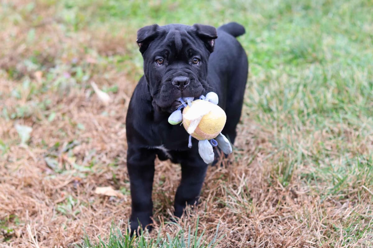 Cane Corso Puppies breeder image 4