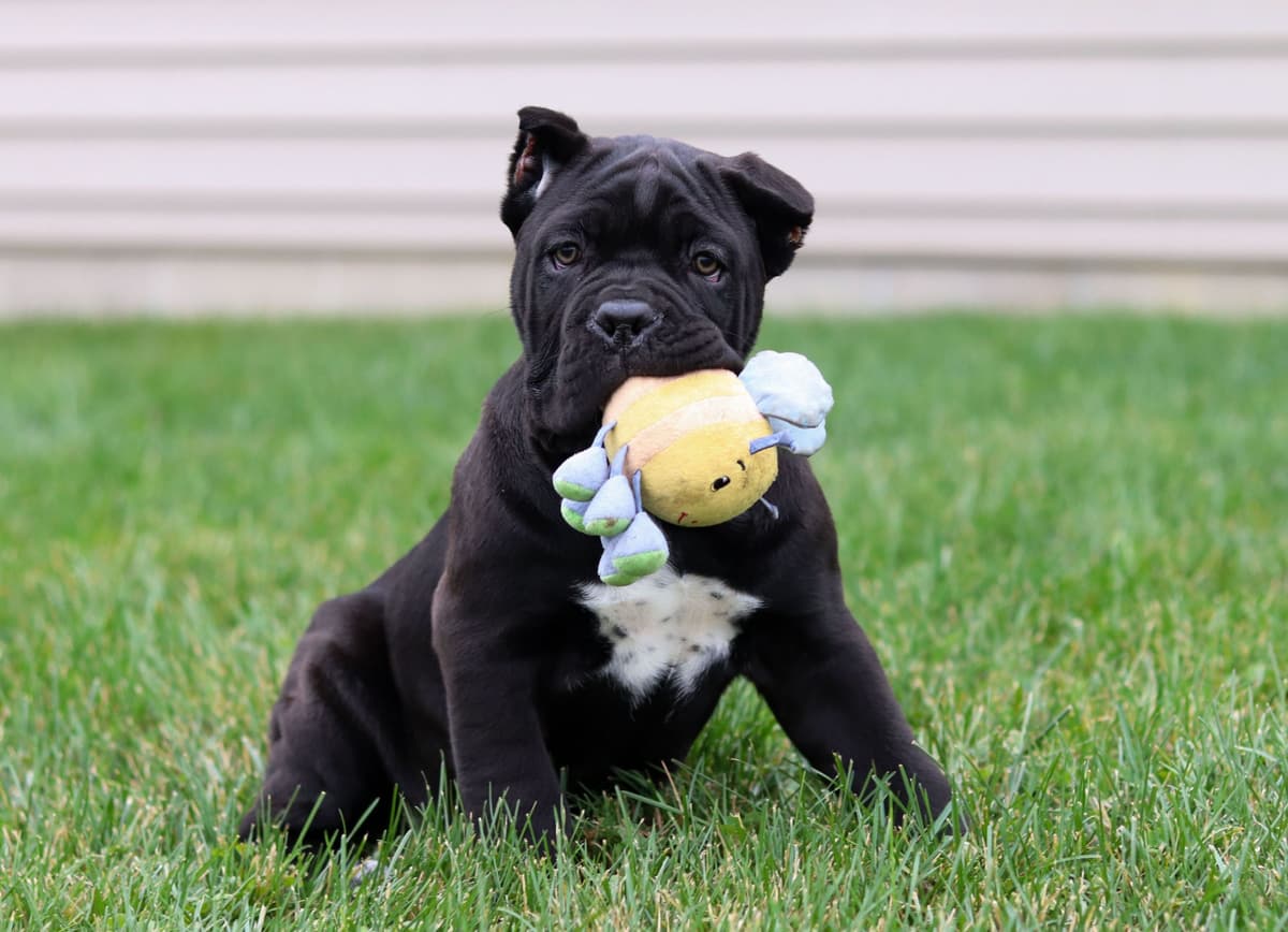 Cane Corso Puppies breeder image 6