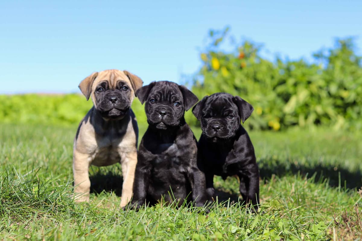 Cane Corso Puppies breeder image 5