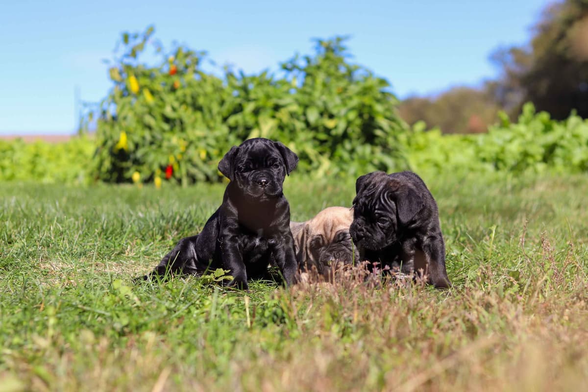 Cane Corso Puppies breeder image 7
